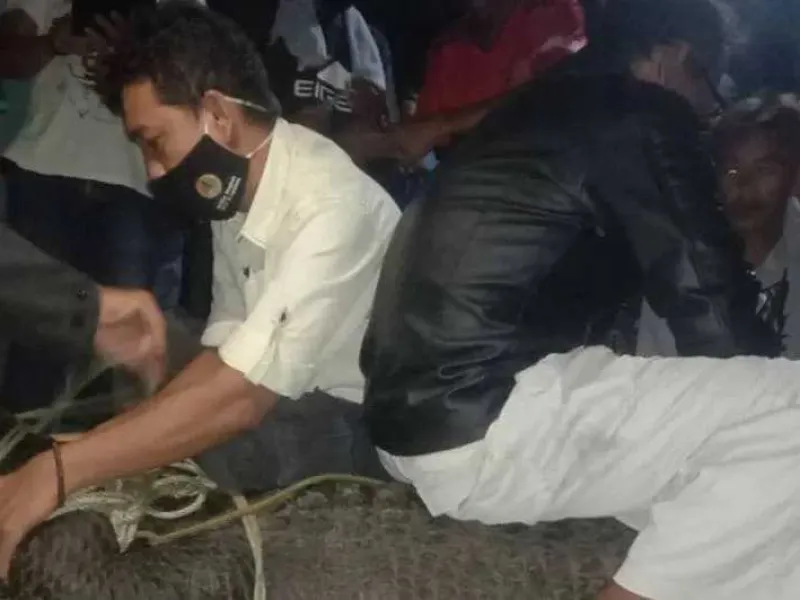 Nyasar ke Pinggir Pantai, Seekor Buaya Dievakuasi BKSDA Lampung
