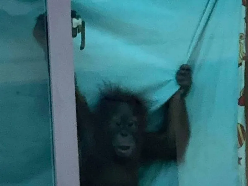 Featured image for Orangutan Terpotret di Jendela Rumah di Thailand, Polisi Rencanakan Investigasi