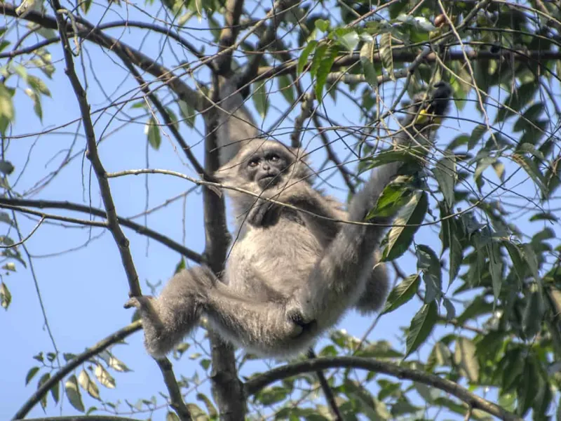 Owa Jawa, Kera Endemik di Ujung Kepunahan
