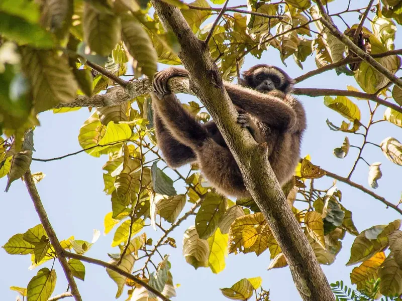 Owa Kalawat, Primata Endemik Kalimantan yang Terancam Punah