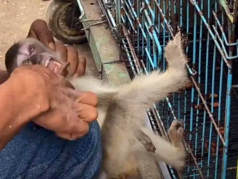 Pasar Hewan Jatinegara: Tempat Perdagangan Satwa Dilindungi Hingga Penganiayaan