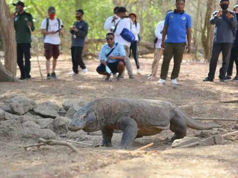 Pekerja KSPN di Loh Buaya Terluka Akibat Diserang Komodo