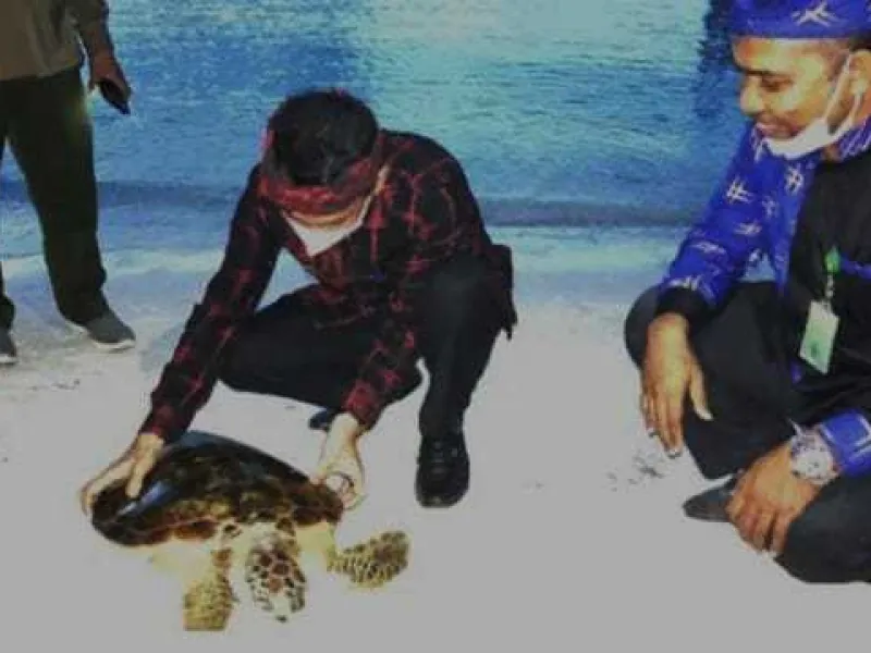 Pelepasliaran Penyu di Pantai Hondue