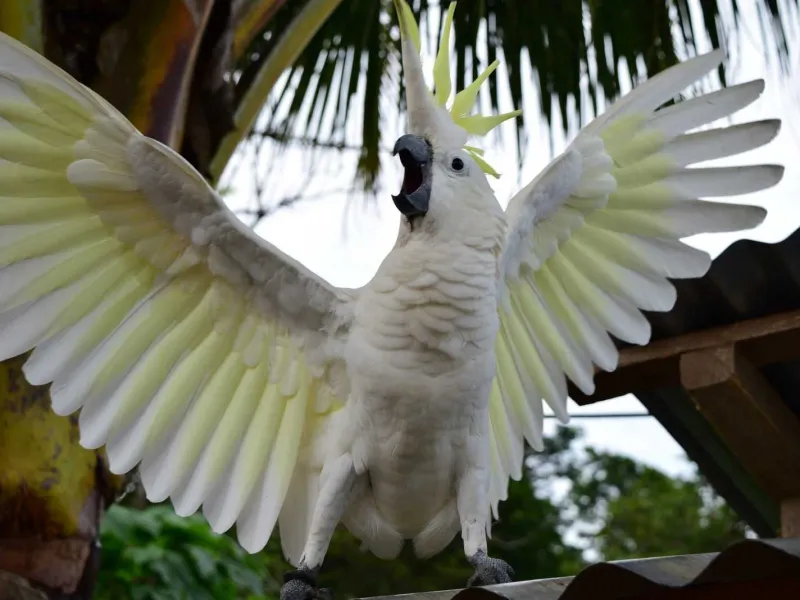 Pemelihara Burung Cenderawasih dan Kakatua Ditangkap Polisi