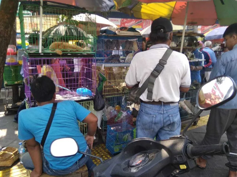 Pemerintah Daerah Enggan Tertibkan Pasar Satwa Liar