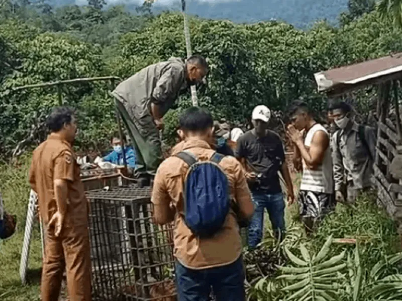Pemuda Ngaku Wartawan Diduga Hendak Curi Kumis Harimau