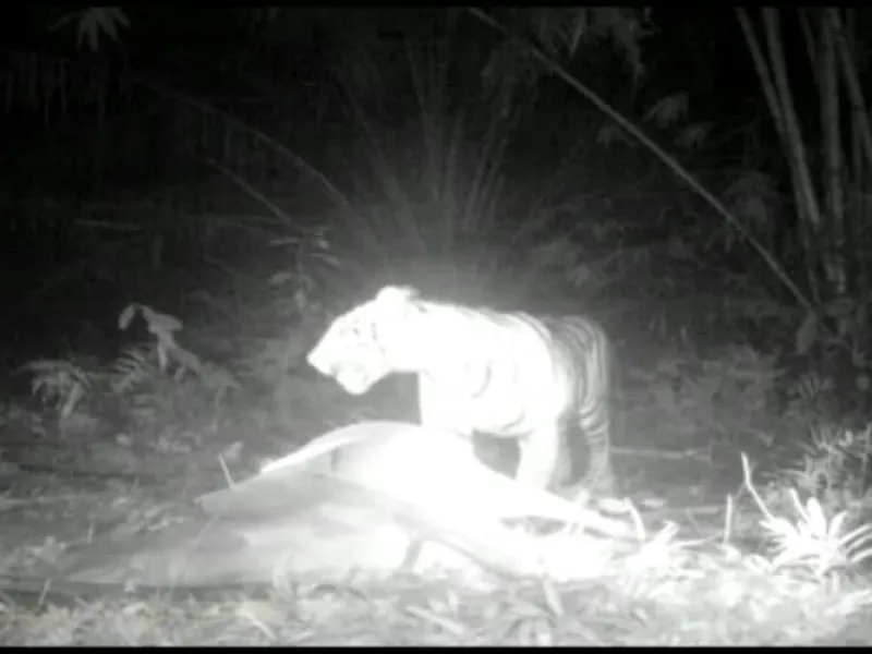 Penambatan Lembu di Dekat Hutan Picu Konflik Harimau Sumatera