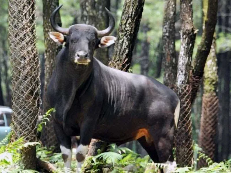 Penampakan Satu Banteng Jawa Terakhir di Cagar Alam Pangandaran