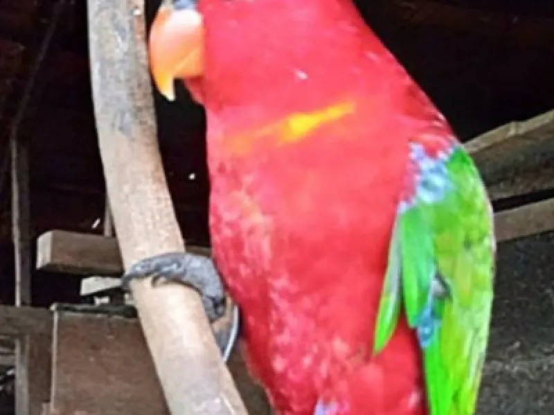 Pengakuan Dosa Pemburu Burung: Berdalih Selamatkan Populasi