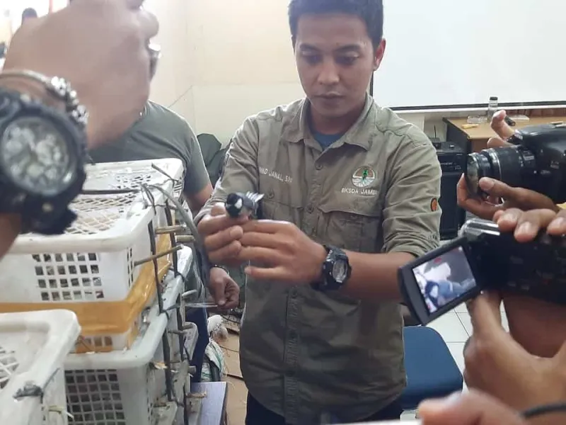 Pengiriman 240 Gelatik Batu Tanpa Dokumen Digagalkan BKSDA Jambi