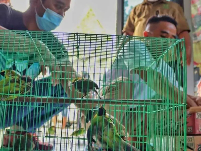 Pengiriman Burung Langka Digagalkan BBKSDA Riau