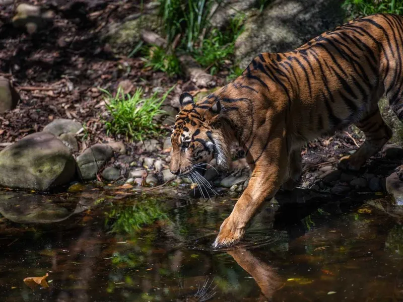 Pengusiran Harimau di Solok Selatan Dihentikan, Ini Penyebabnya!