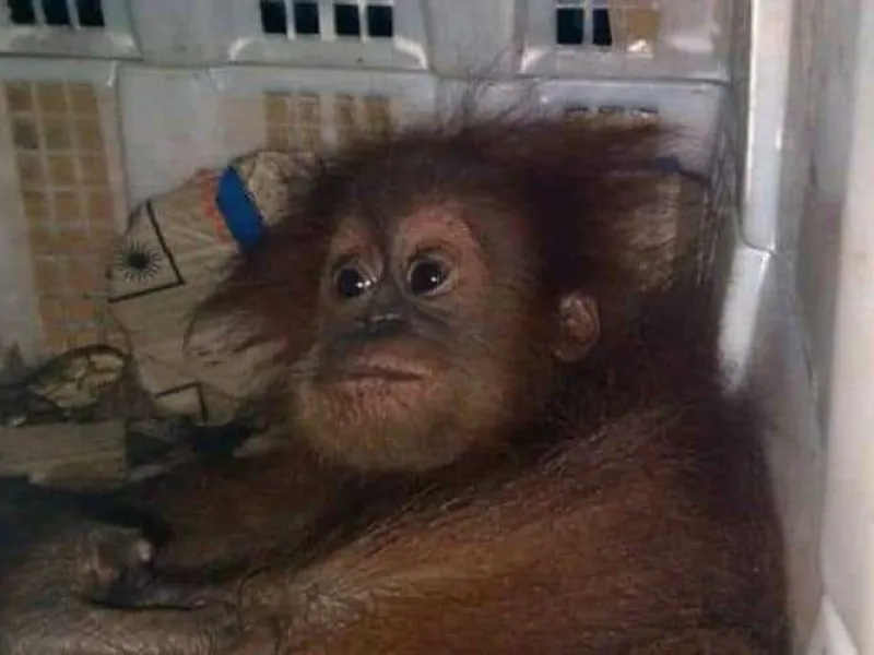 Penjual Anakan Orangutan Dituntut 2,5 Tahun Penjara