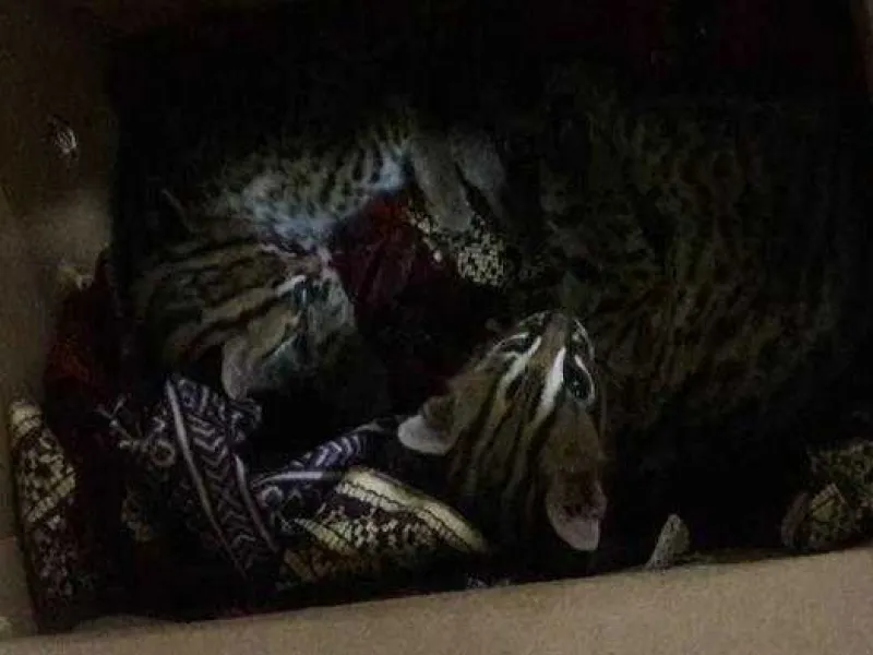 Penjual Kucing Hutan di Palembang Akui Sudah Lama Memperdagangkan Satwa Dilindungi
