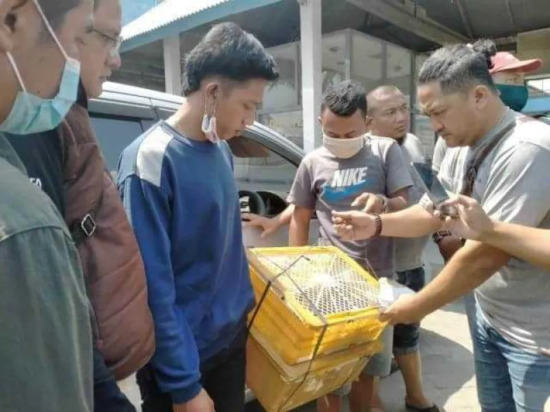 Featured image for Penjual Lutung Jawa di Jatim Divonis 10 Bulan Penjara dan Denda Rp 50 Juta