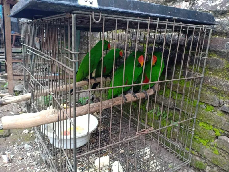 Penjual Satwa Dilindungi di Facebook Digerebek Polisi di Pasuruan