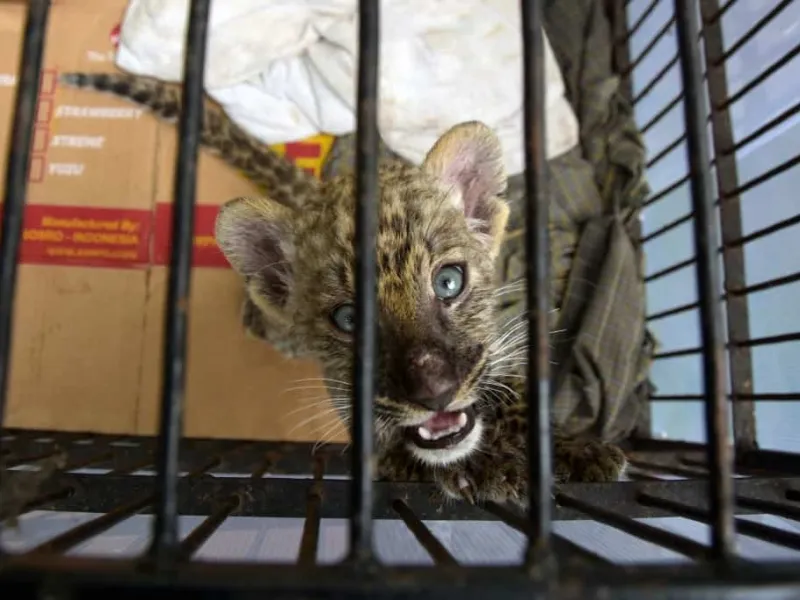 Penyelundup Singa dan Leopard dari Malaysia Dituntut 4 Tahun Penjara