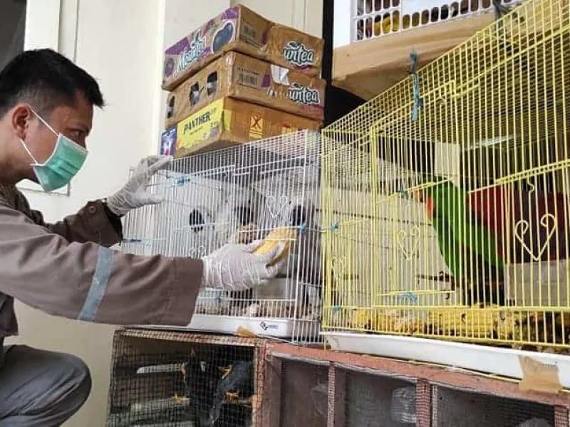 Featured image for Penyelundupan 131 Burung Ilegal dari Makassar ke Surabaya Digagalkan