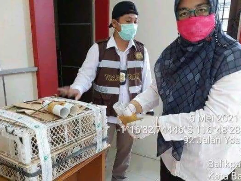 Penyelundupan 16 Cica Daun Besar ke Surabaya Digagalkan