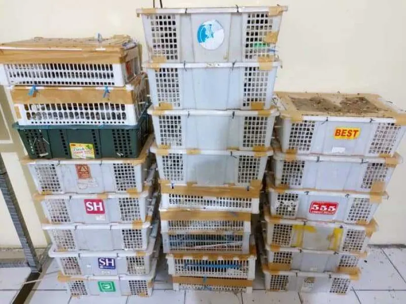 Penyelundupan 1.673 Burung Kicau di Bakauheni Digagalkan Petugas