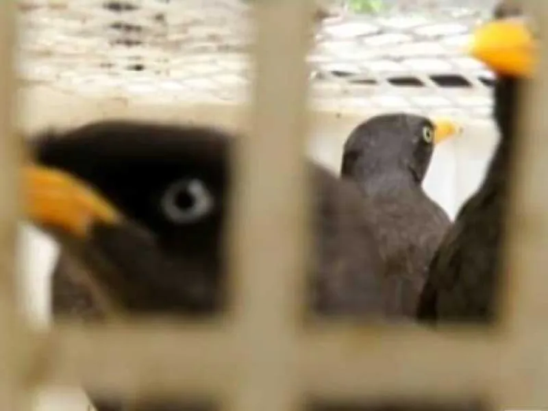 Penyelundupan 1722 Burung Digagalkan Polisi di Pelabuhan Bakauheni