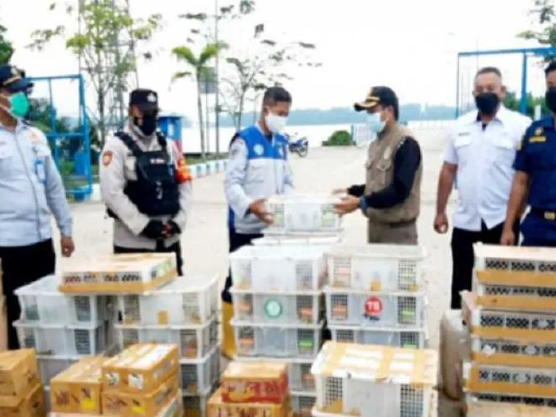 Penyelundupan 2.044 Ekor Burung di Kumai Berhasil Digagalkan
