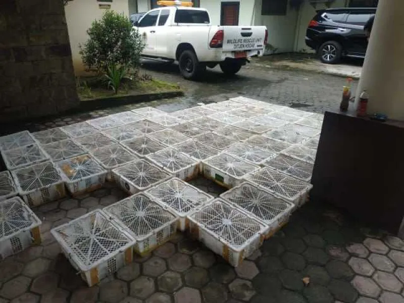 Penyelundupan 2.300 Burung Tujuan Yogyakarta Digagalkan Petugas