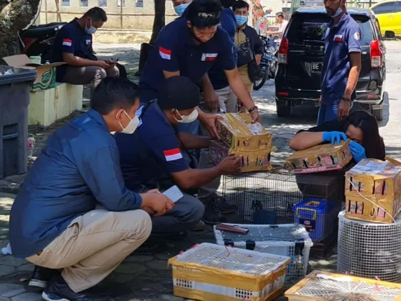 Penyelundupan 272 Burung di Pelabuhan Bakauheni Berhasil Digagalkan