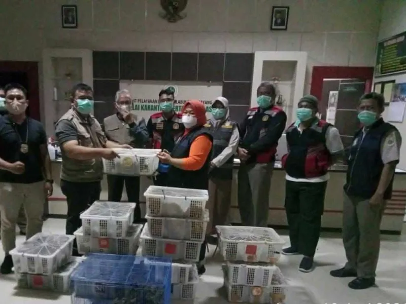 Penyelundupan 359 Burung di Balikpapan Berhasil Digagalkan