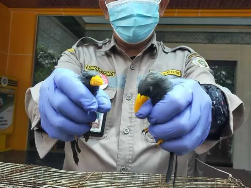 Penyelundupan 633 Satwa Digagalkan Oleh Karantina Pertanian Surabaya