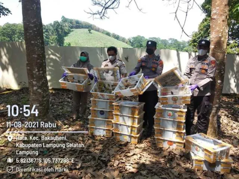 Penyelundupan Ratusan Burung Masih Terus Terjadi di Bakauheni