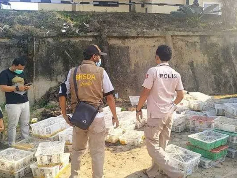 Penyelundupan Ribuan Burung di Jambi Kembali Digagalkan Polisi