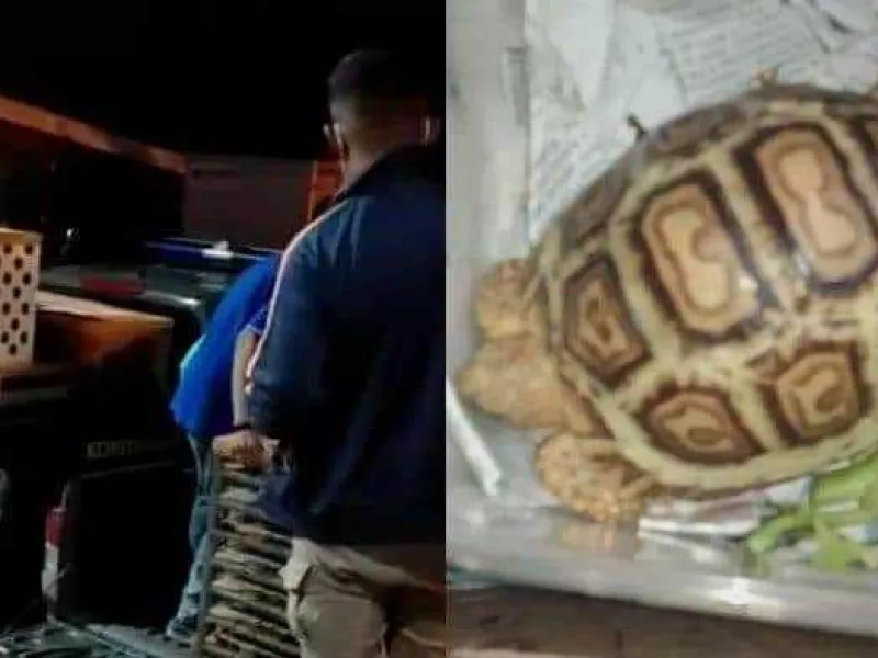 Penyelundupan Satwa di Bandara Kualanamu Berhasil Digagalkan