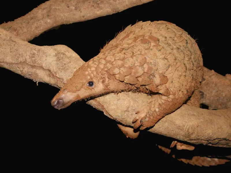 Featured image for Penyelundupan Trenggiling dari Indonesia Tingkatkan Resiko Pandemi Virus Corona?