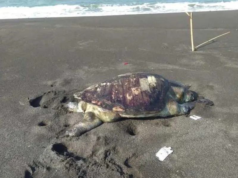 Penyu Hijau Mati di Kulon Progo Diduga Karena Iritasi Pencernaan