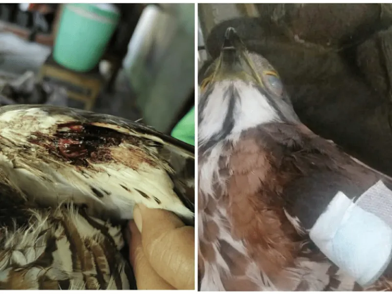 Perburuan Elang di Gunungkidul Marak Terjadi Selama PPKM