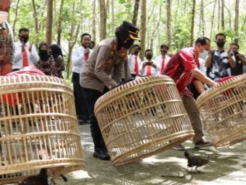 Perburuan Liar Marak Terjadi, Populasi Ayam Hutan Menurun