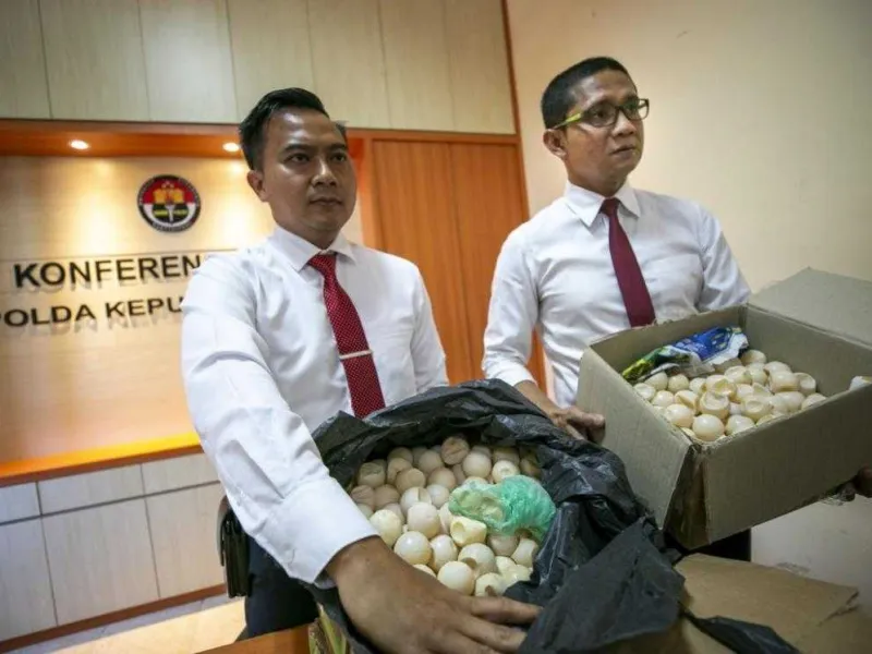 Perdagangan 1.007 butir Telur Penyu Digagalkan Polisi