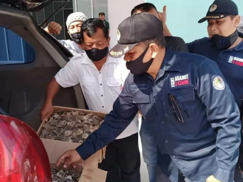 Perdagangan 14 Kg Sisik Trenggiling Digagalkan KLHK dan Polri