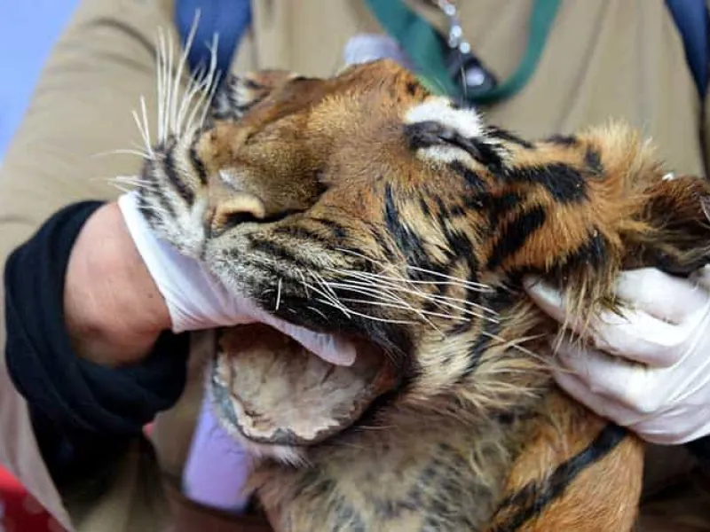 Perdagangan Harimau dan Enggang Gading Senilai Rp 6,3 Milyar Digagalkan Aparat