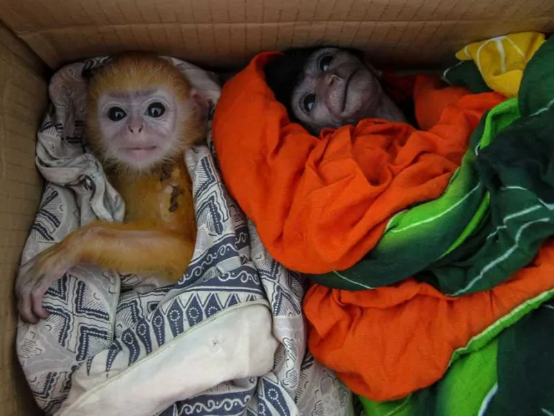 Perdagangan Ilegal Owa dan Lutung Digagalkan Gakkum KLHK
