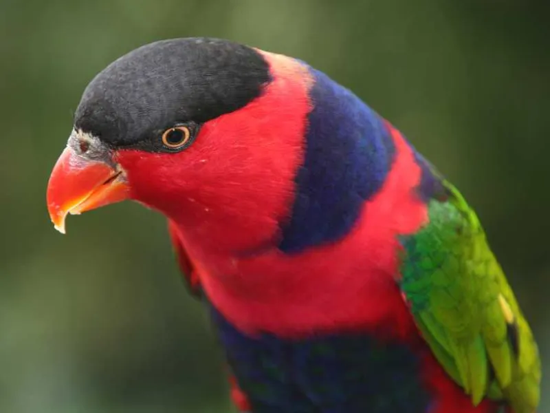 Perdagangan Online Burung Kakatua dan Nuri Diungkap Polres Ponorogo