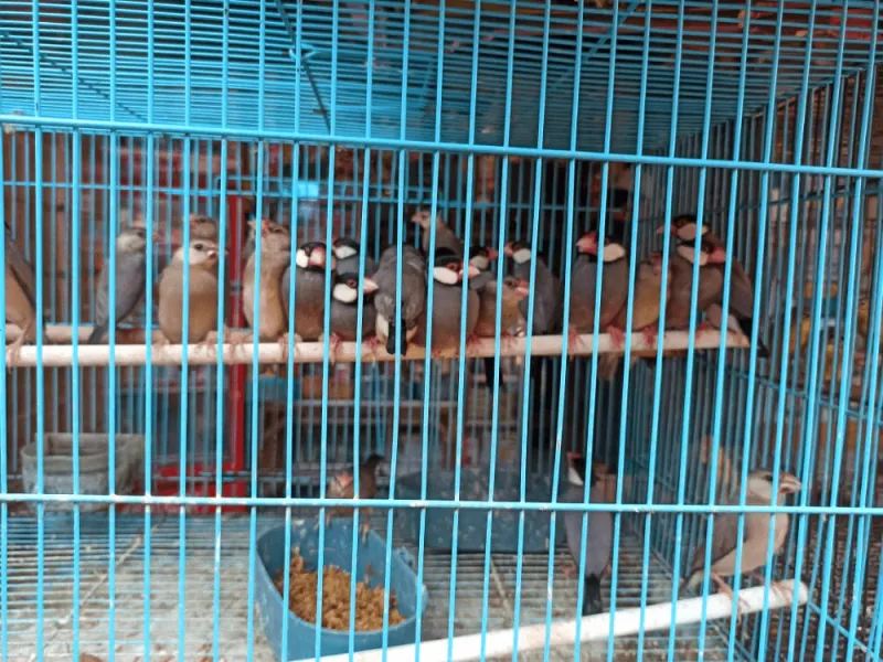 Perdagangan Satwa Dilindungi di Pasar Burung Plered Meningkat Tajam
