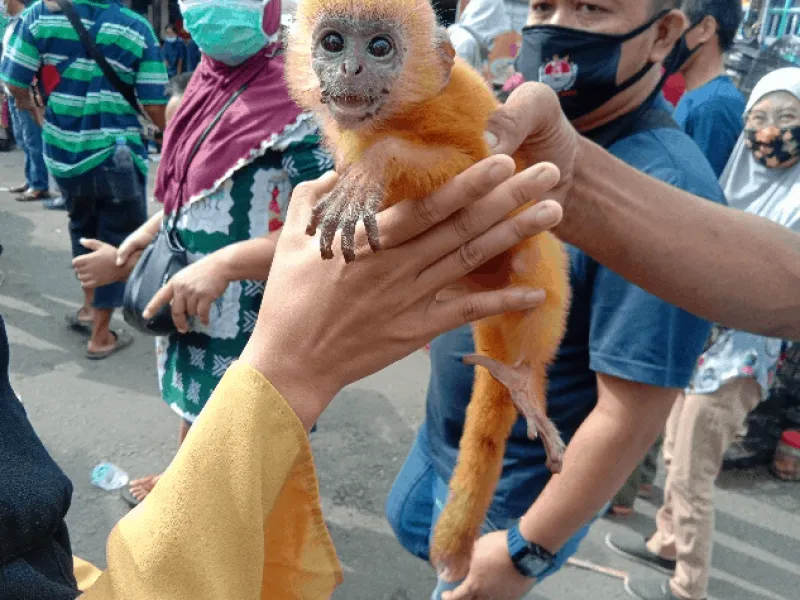 Perdagangan Satwa Liar Dilindungi Masih Marak di Pasar Burung 16 Ilir