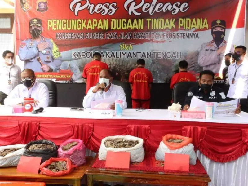 Perdagangan Sisik Trenggiling Senilai 168 Juta Berhasil Digagalkan Polda Kalteng