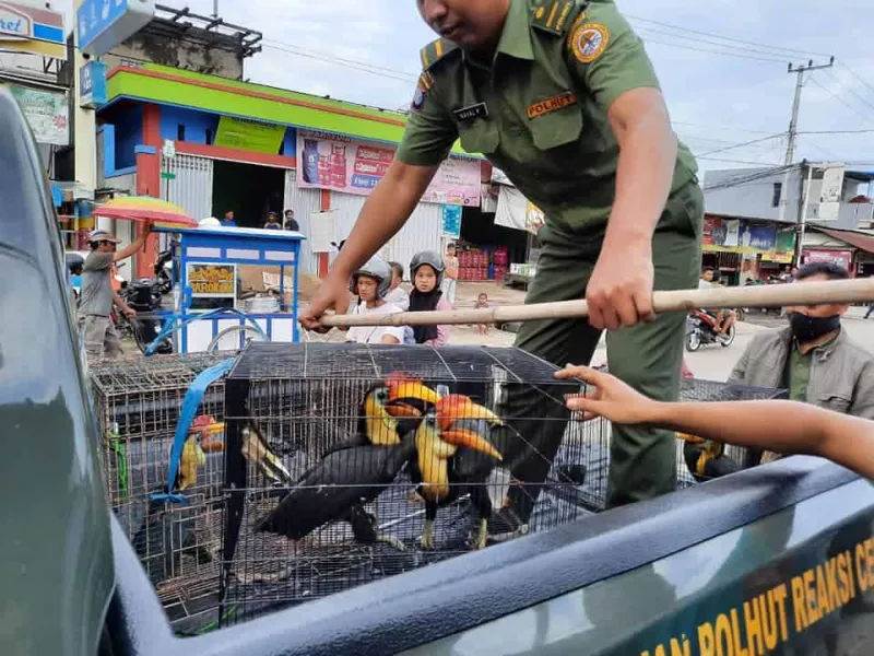 Perdagangkan Julang Hitam dan Elang, Syapriansyah Divonis 8 Bulan