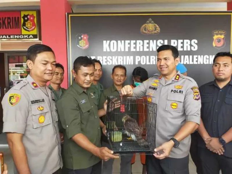 Perdagangkan Kucing Hutan dan Alap-alap, Dua Pelaku Dibekuk Polres Majalengka
