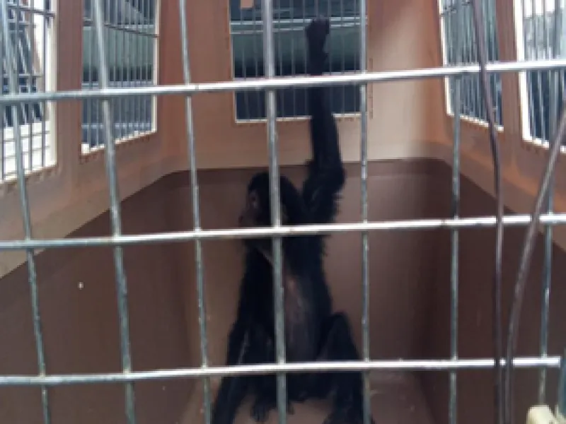 Perdagangkan Siamang, Pelaku Ditangkap di Bojonggede