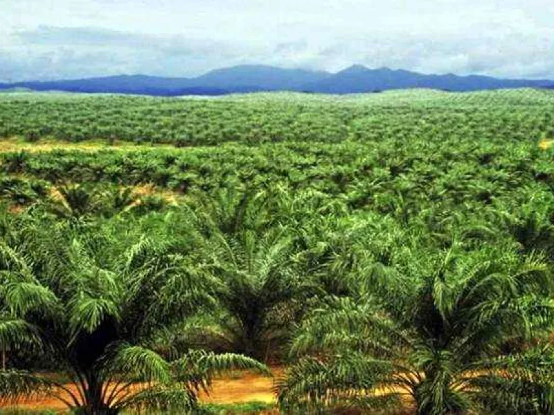 Perkebunan Kelapa Sawit Makin Melebar, Apa Kabar Satwa Liar?