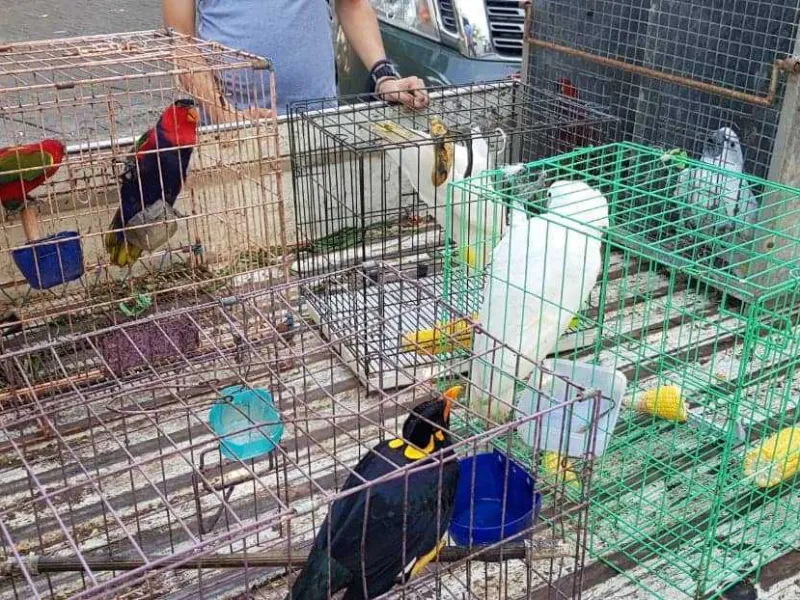 Petugas Amankan 33 Satwa Dilindungi dari Masyarakat Sulut